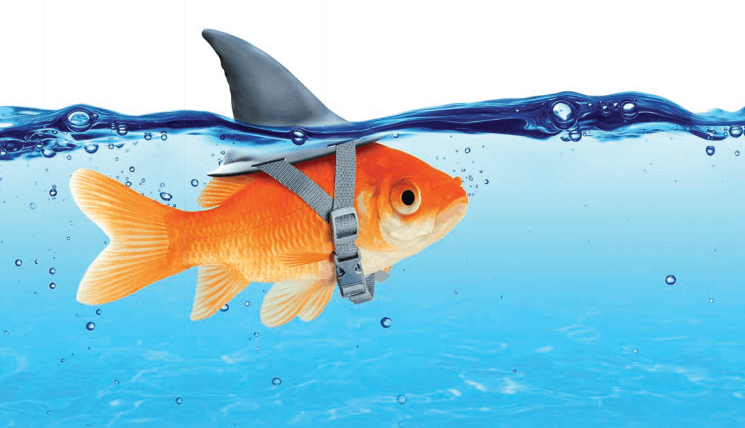 We create bespoke campaigns with that all-important wow factor.